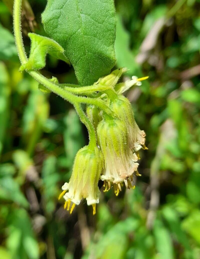Trixis grisebachii flower