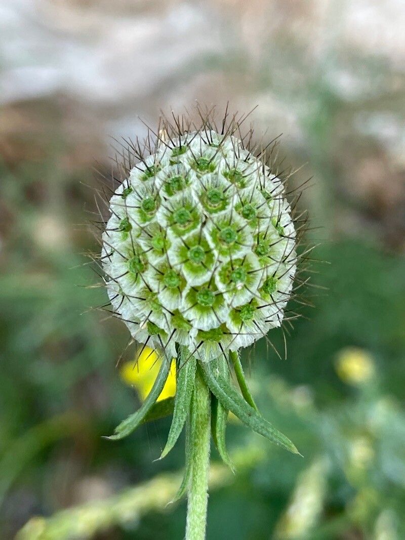 Scabiosa ochroleuca fruit