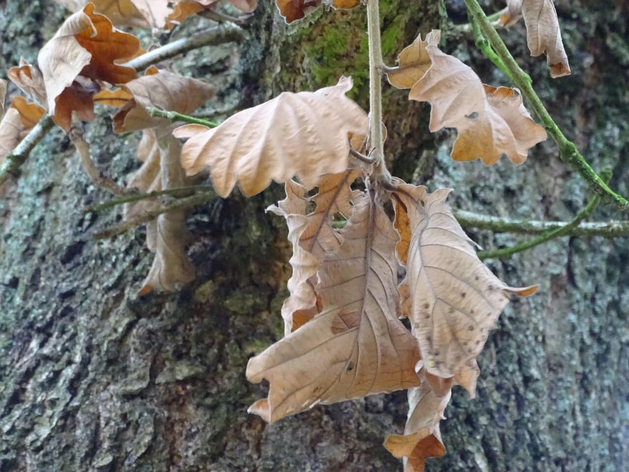 Quercus dentata leaf