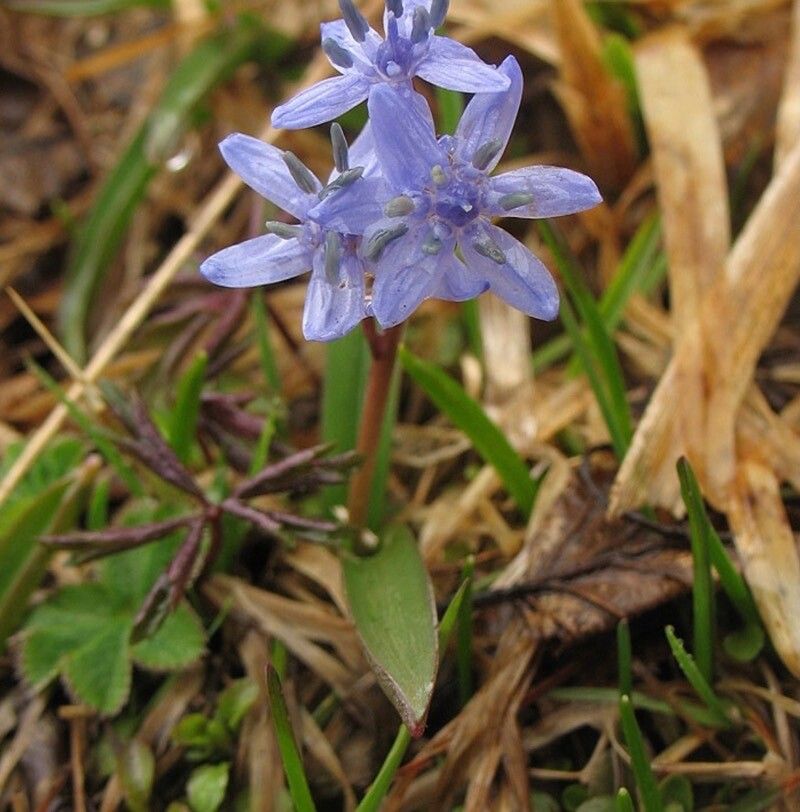 Scilla kladnii — search result for 'Scilla'