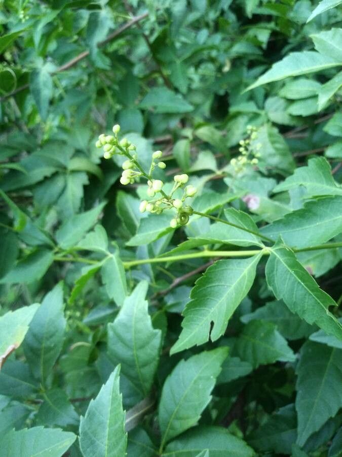 Urvillea uniloba flower