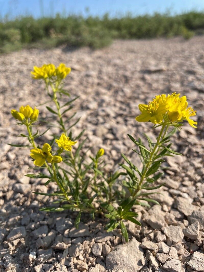 Haplophyllum patavinum flower