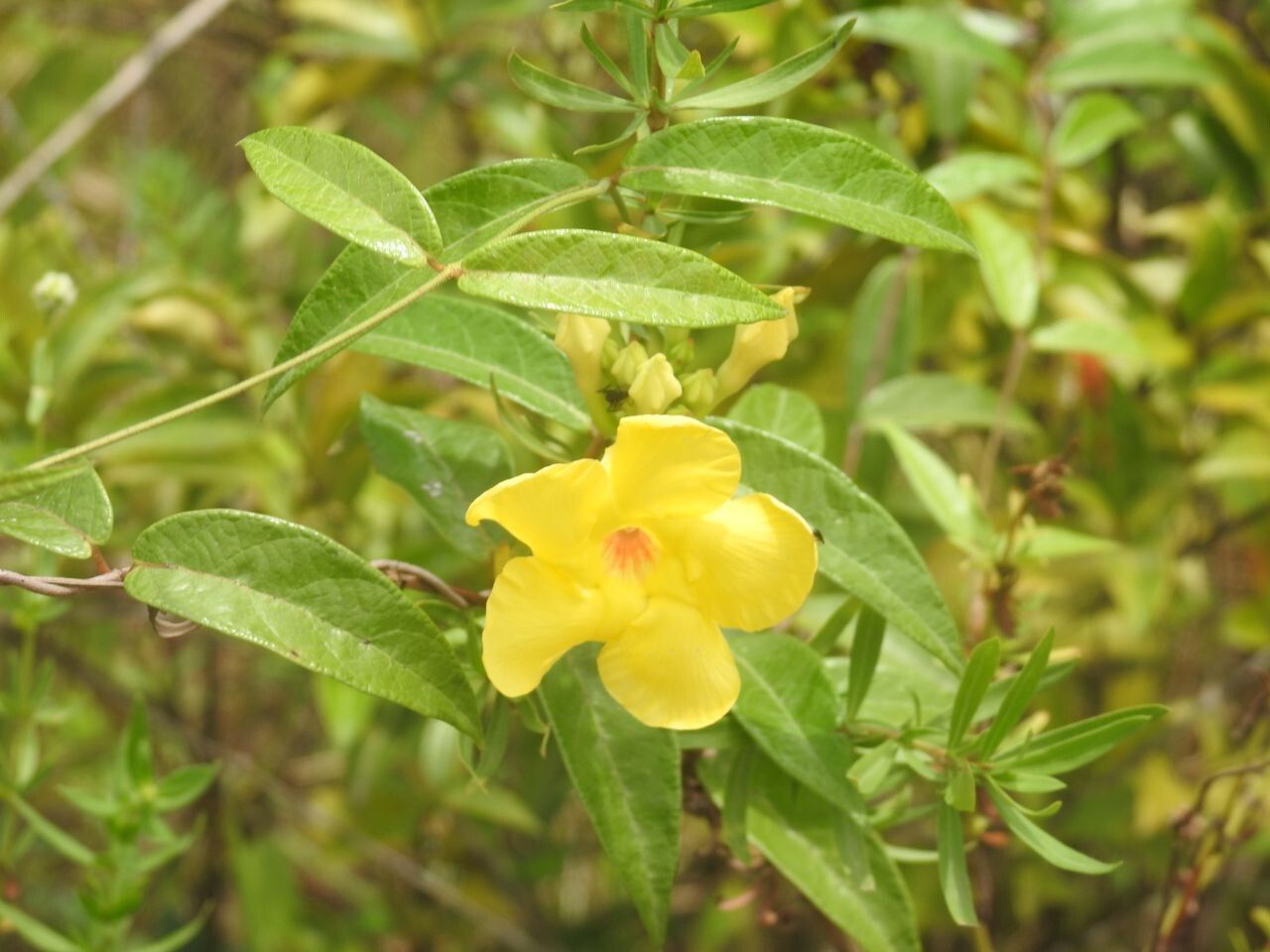 Mandevilla scabra flower