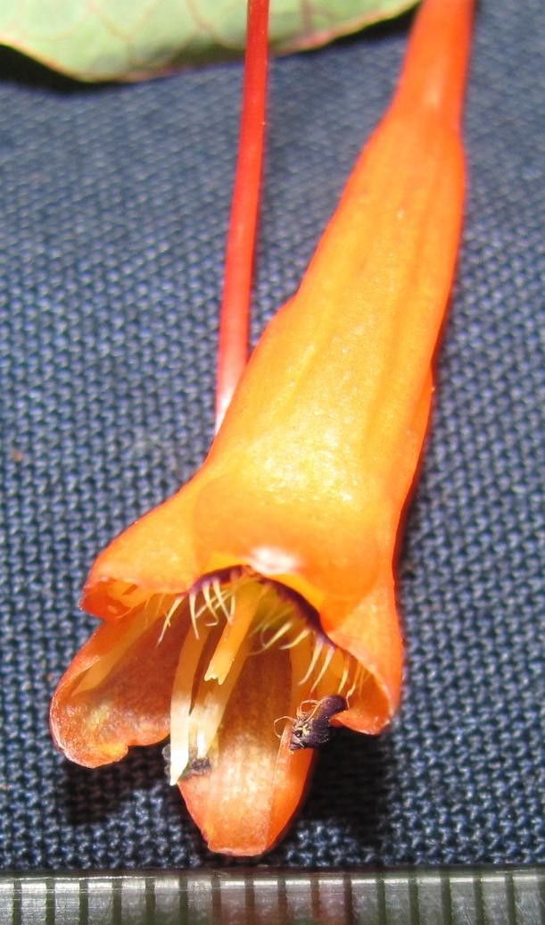 Tropaeolum emarginatum fruit