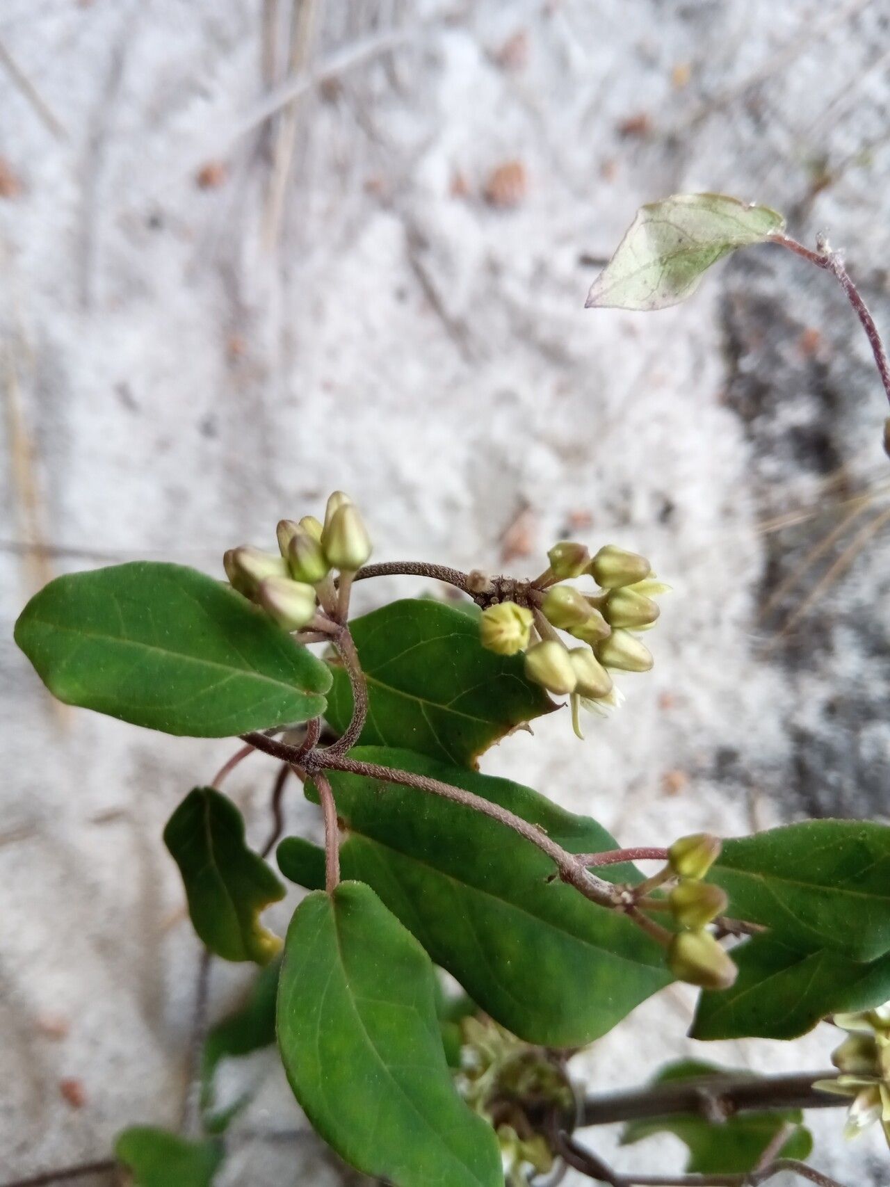 Cynanchum andringitrense flower