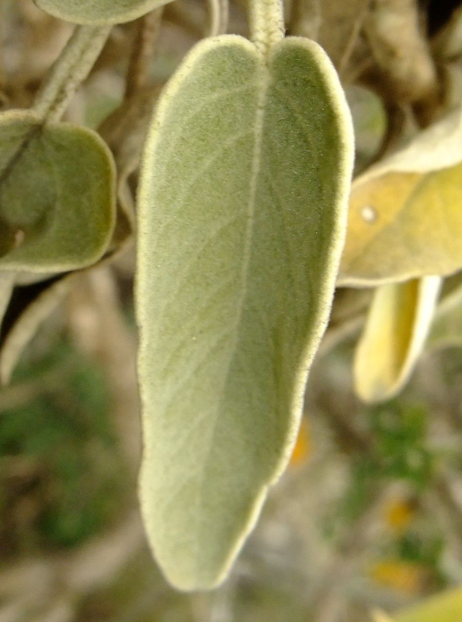 Sideritis dendrochahorra leaf