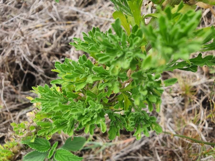 Erigeron schimperi leaf