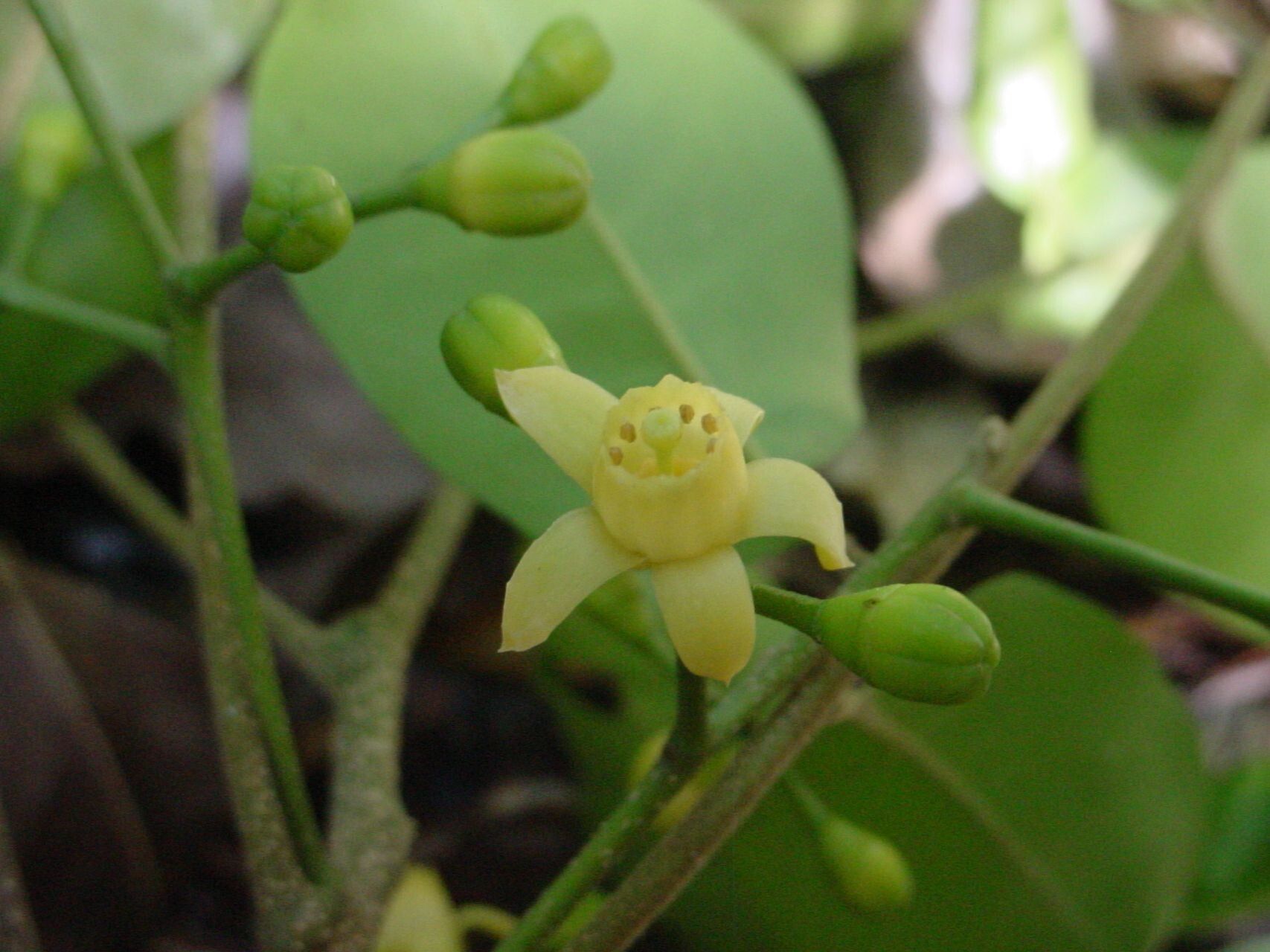 Didymocheton bijugus flower