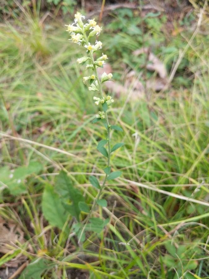 Solidago bicolor habit