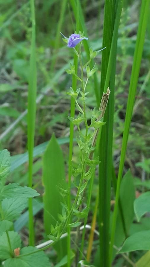 Veronica peregrina flower