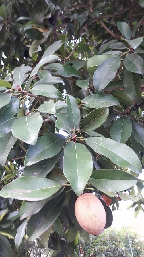 Mimusops elengi — search result for 'India'