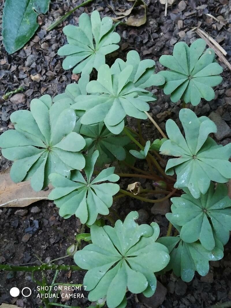 Oxalis adenophylla habit