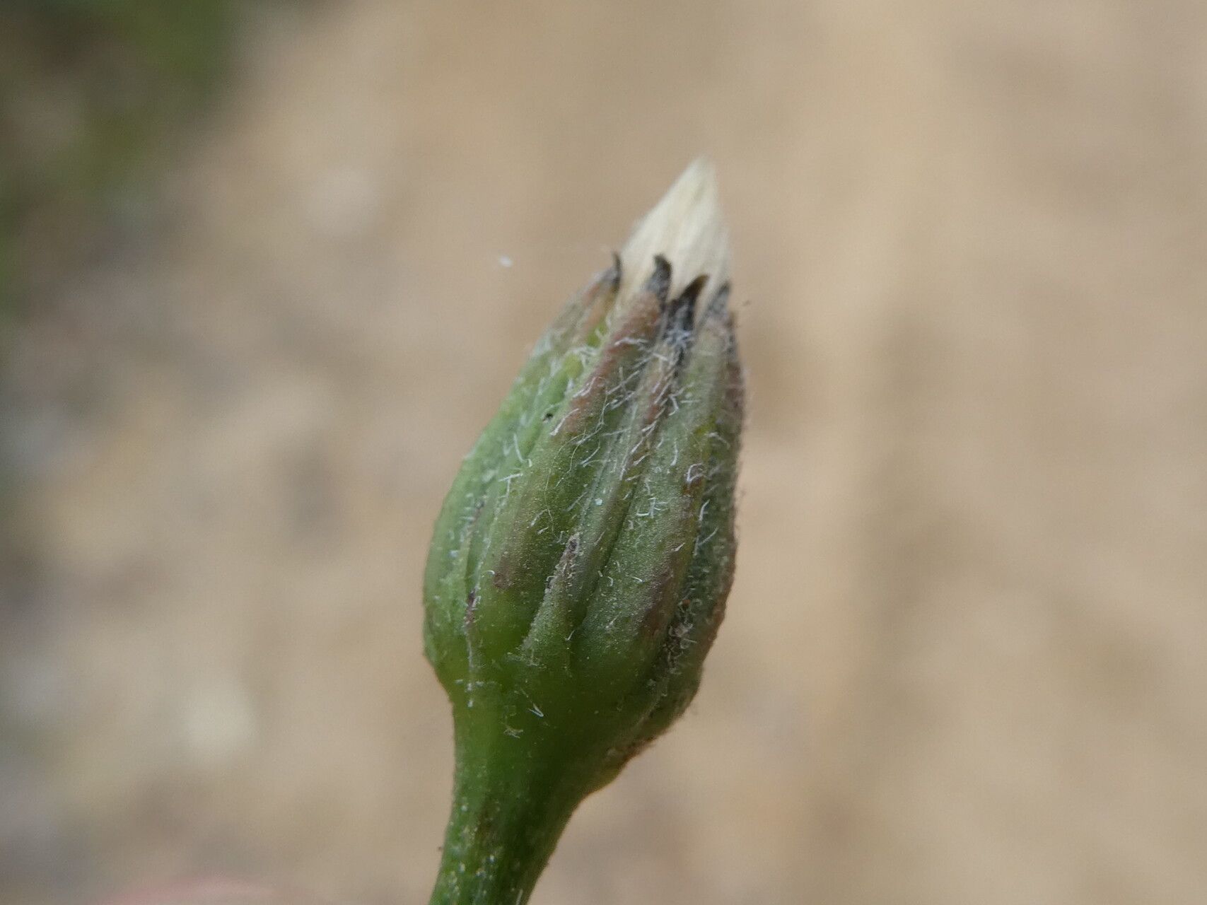 Leontodon saxatilis fruit