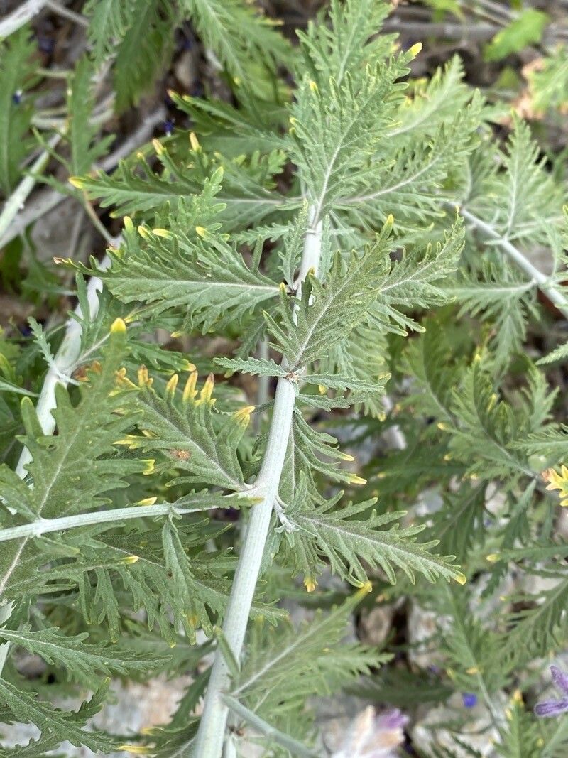 Perovskia atriplicifolia leaf