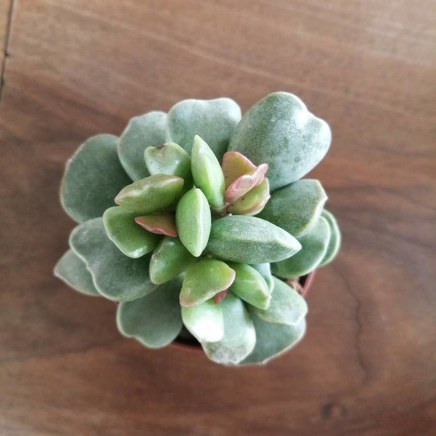 Adromischus liebenbergii leaf