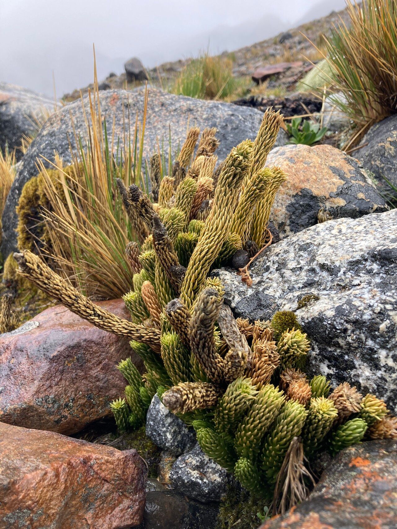 Huperzia saururus habit