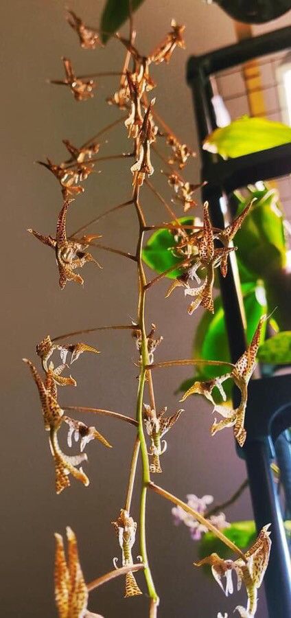 Gongora rufescens — search result for 'Gongora'