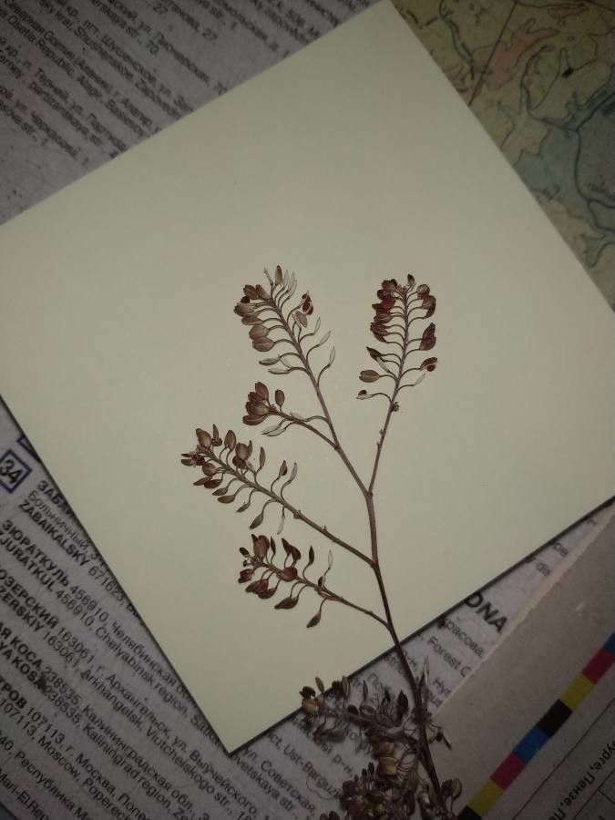 Lepidium apetalum fruit