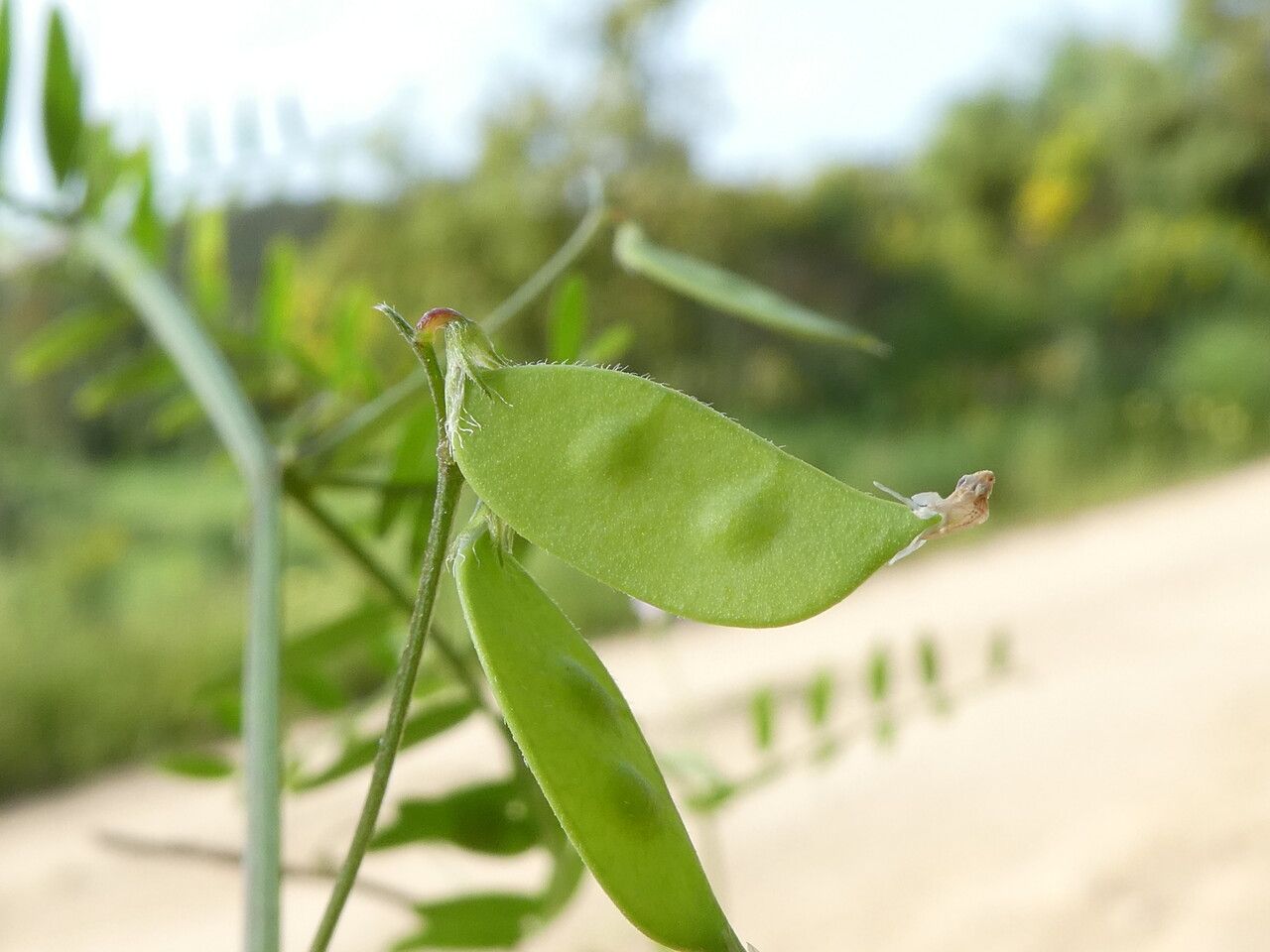 Vicia disperma fruit