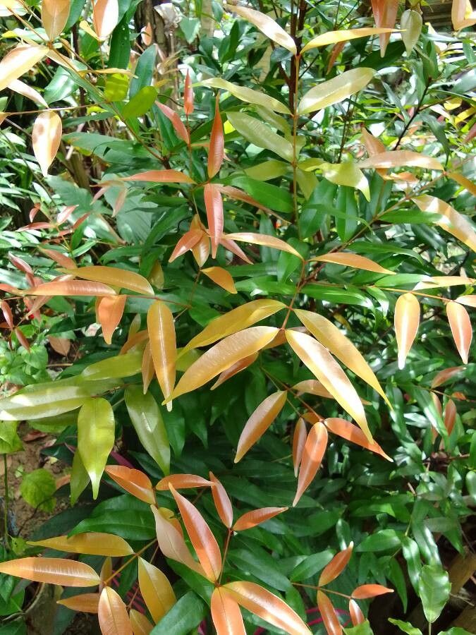 Eugenia rhombea — search result for 'Eugenia'