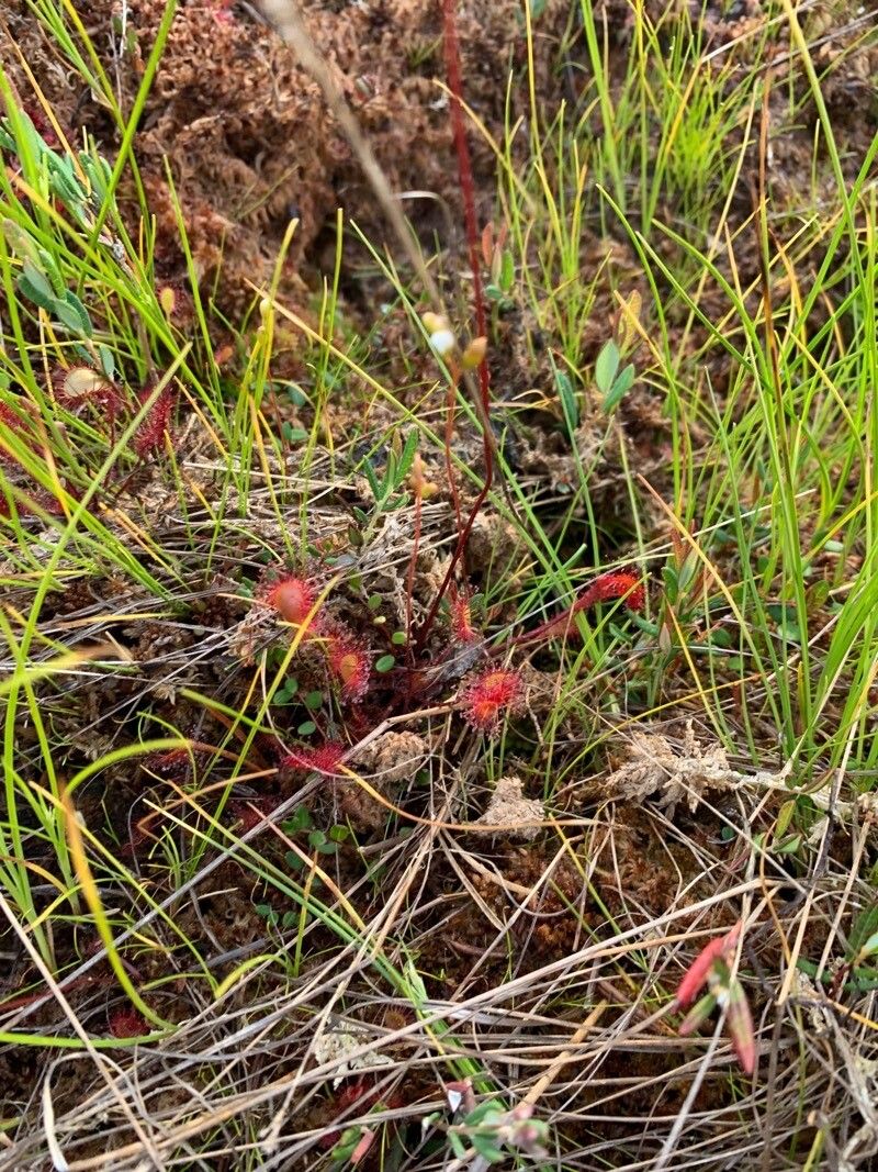 Drosera × obovata flower