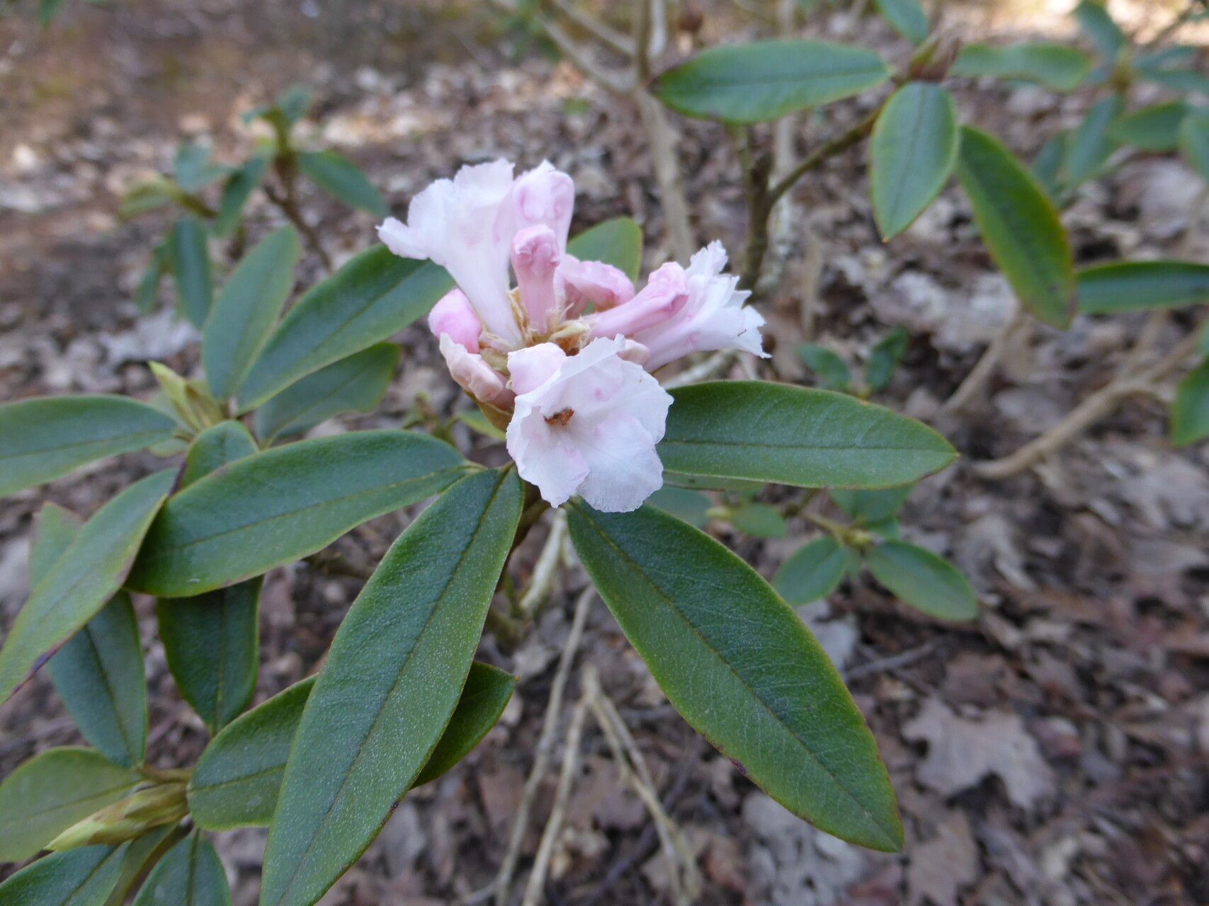 Rhododendron collettianum flower