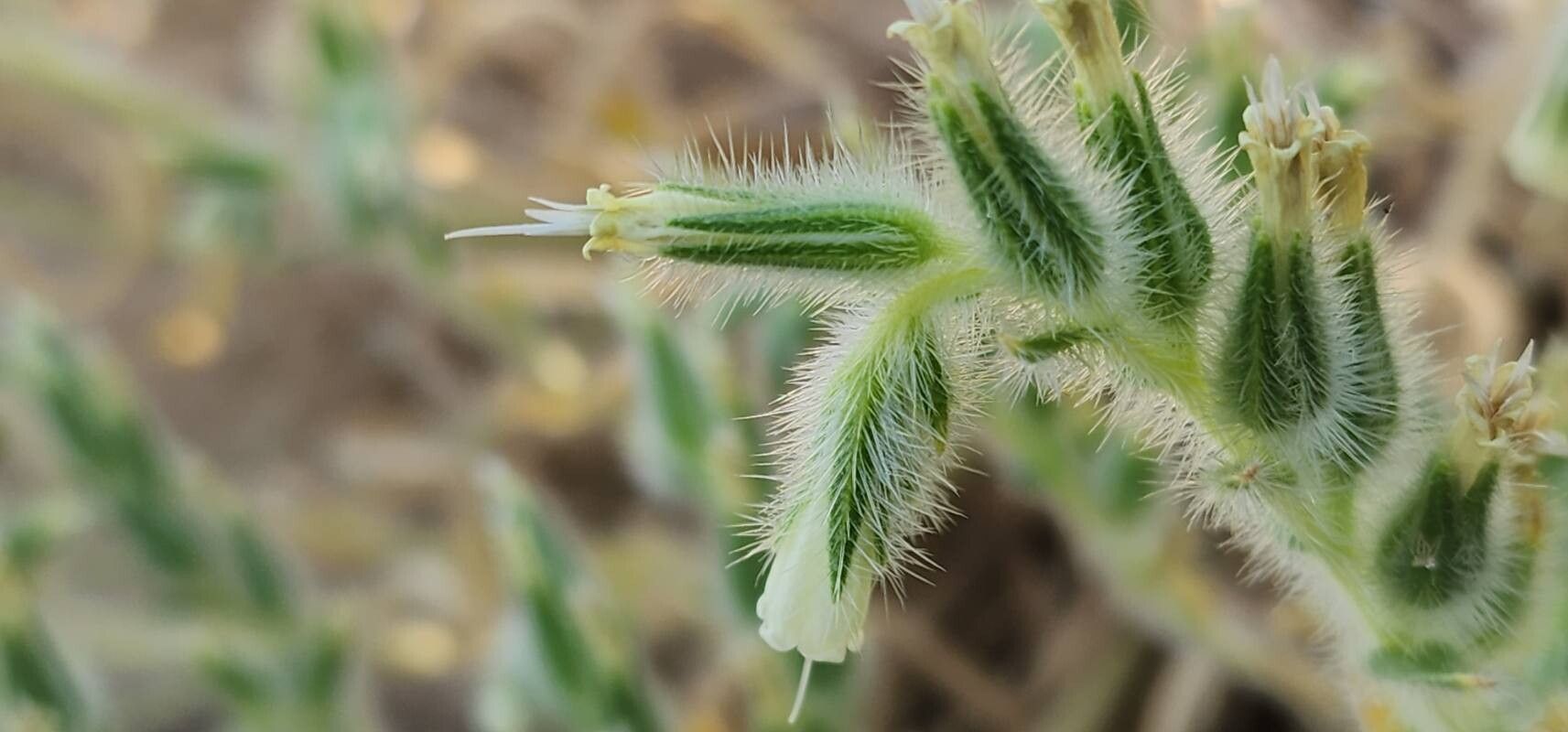 Onosma microcarpa flower