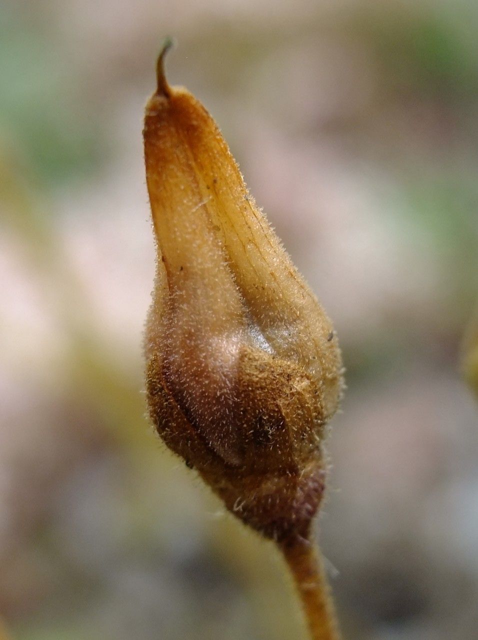 Calceolaria biflora fruit
