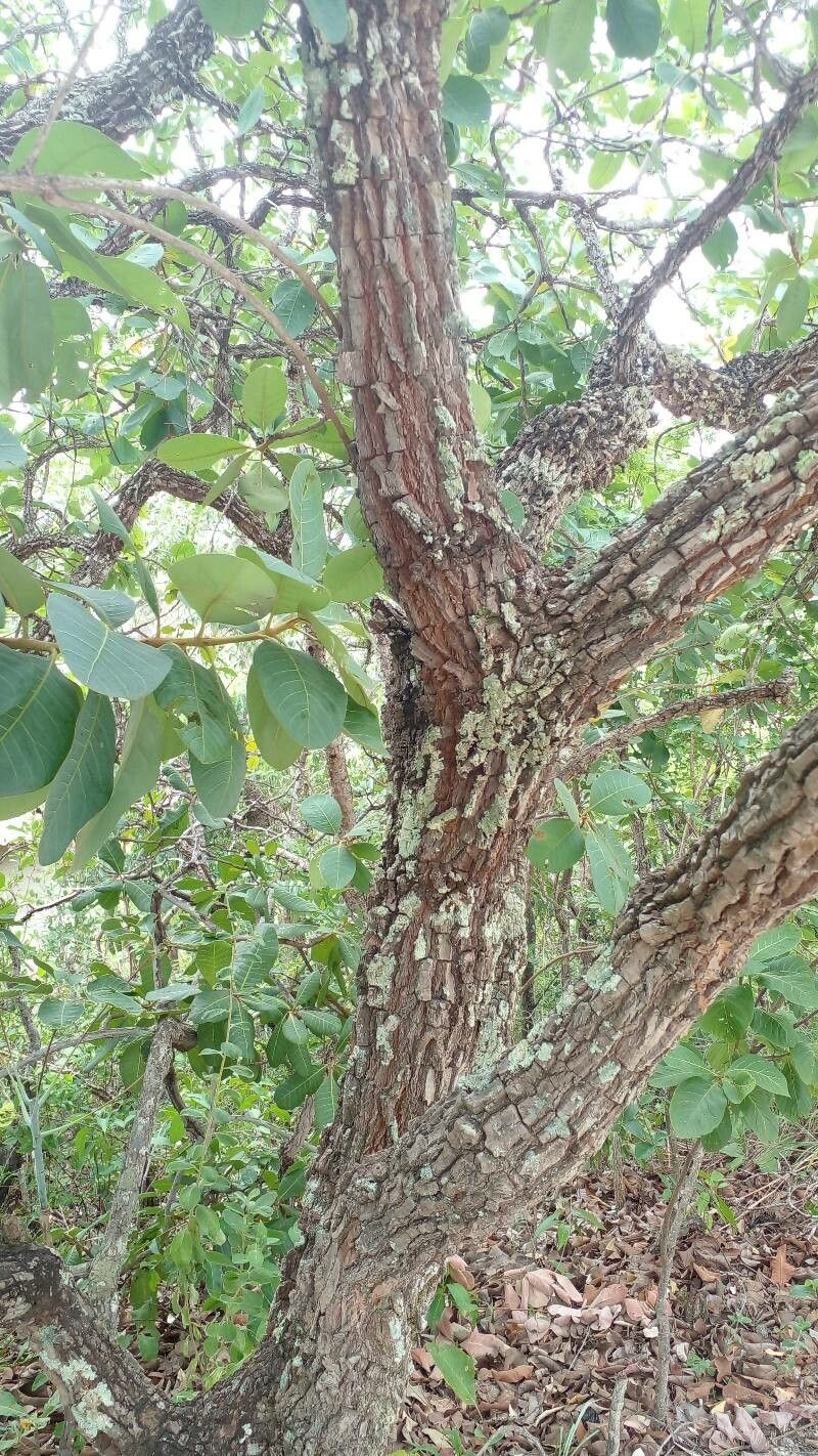 Pouteria ramiflora bark