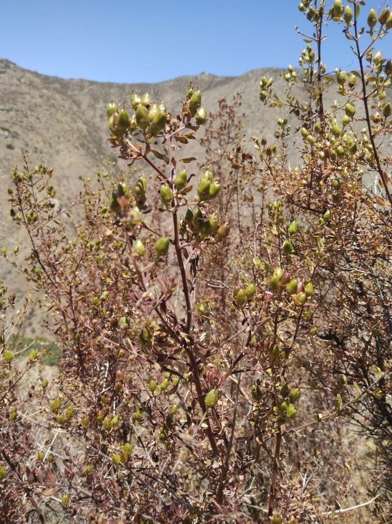 Keckiella cordifolia fruit