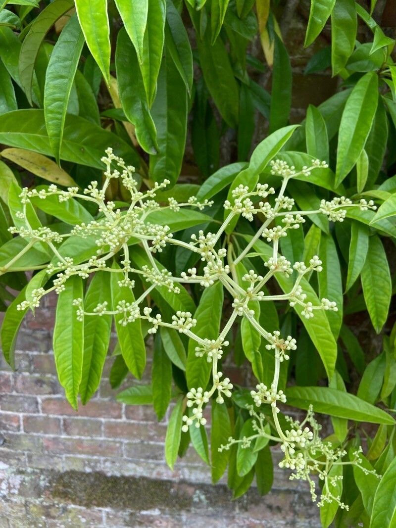 Hydrangea viburnoides flower