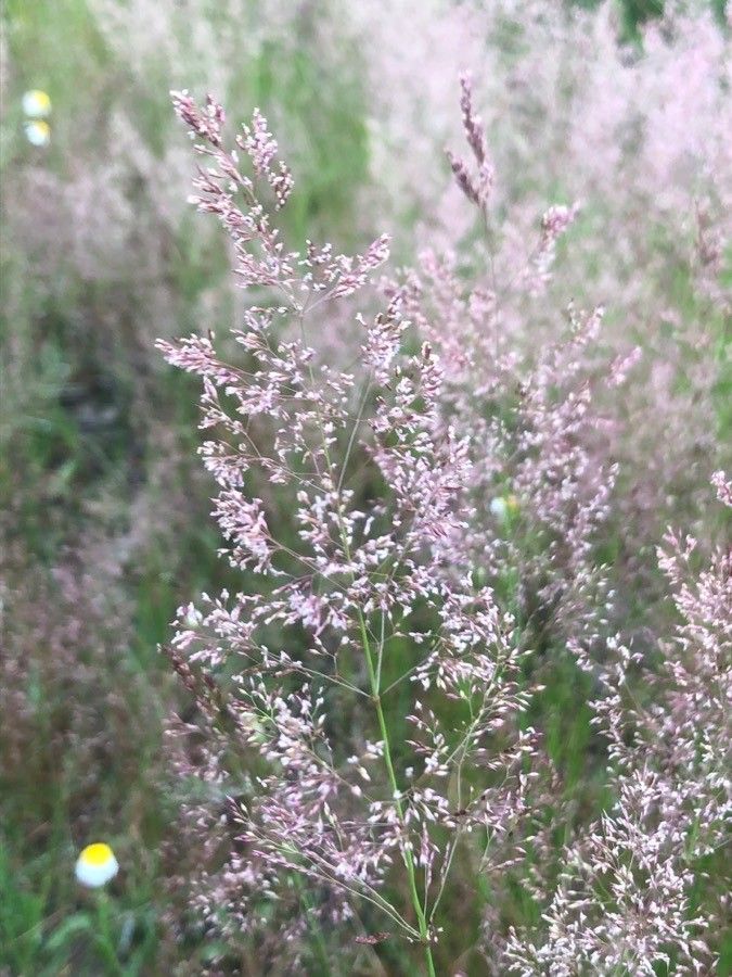 Agrostis capillaris flower