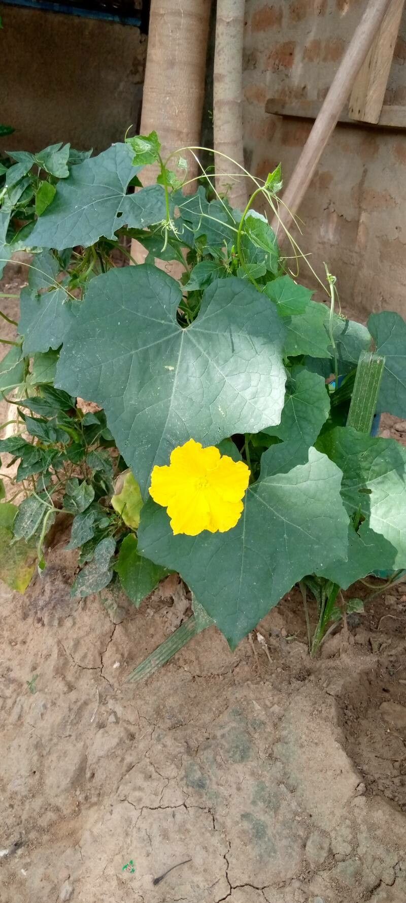 Luffa cylindrica leaf