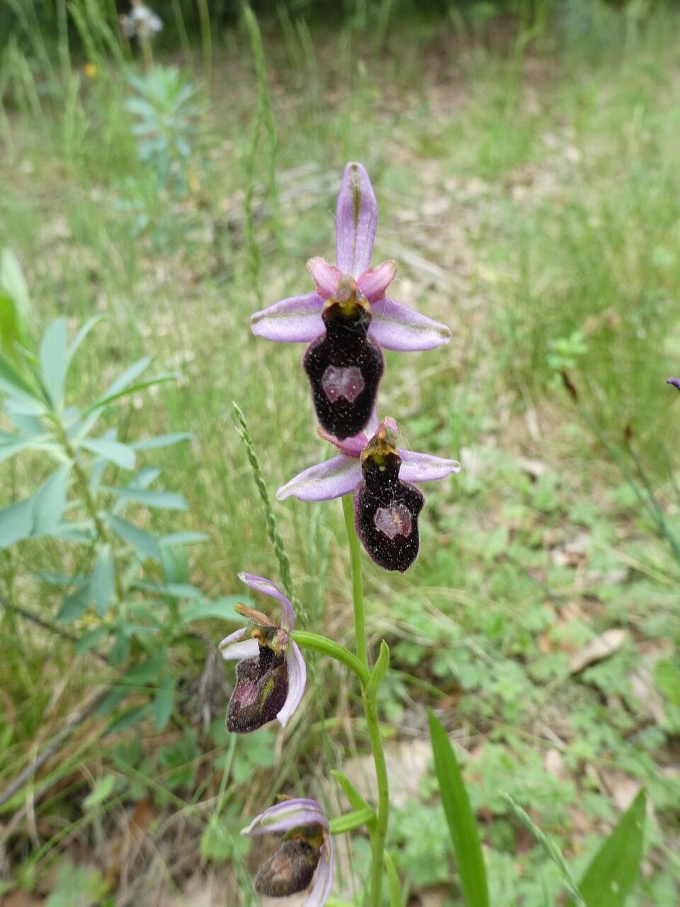 Ophrys × flavicans habit