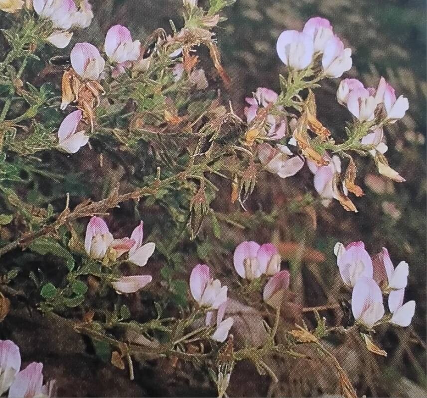 Ononis laxiflora — houseplant care guide