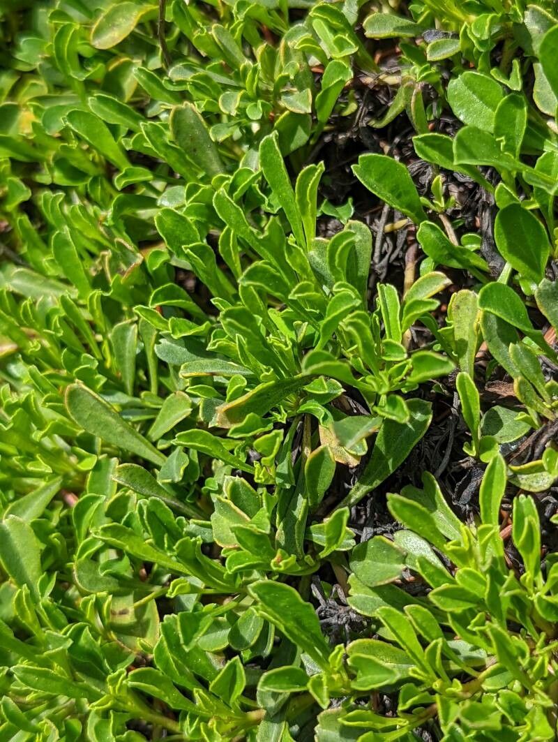 Globularia meridionalis leaf