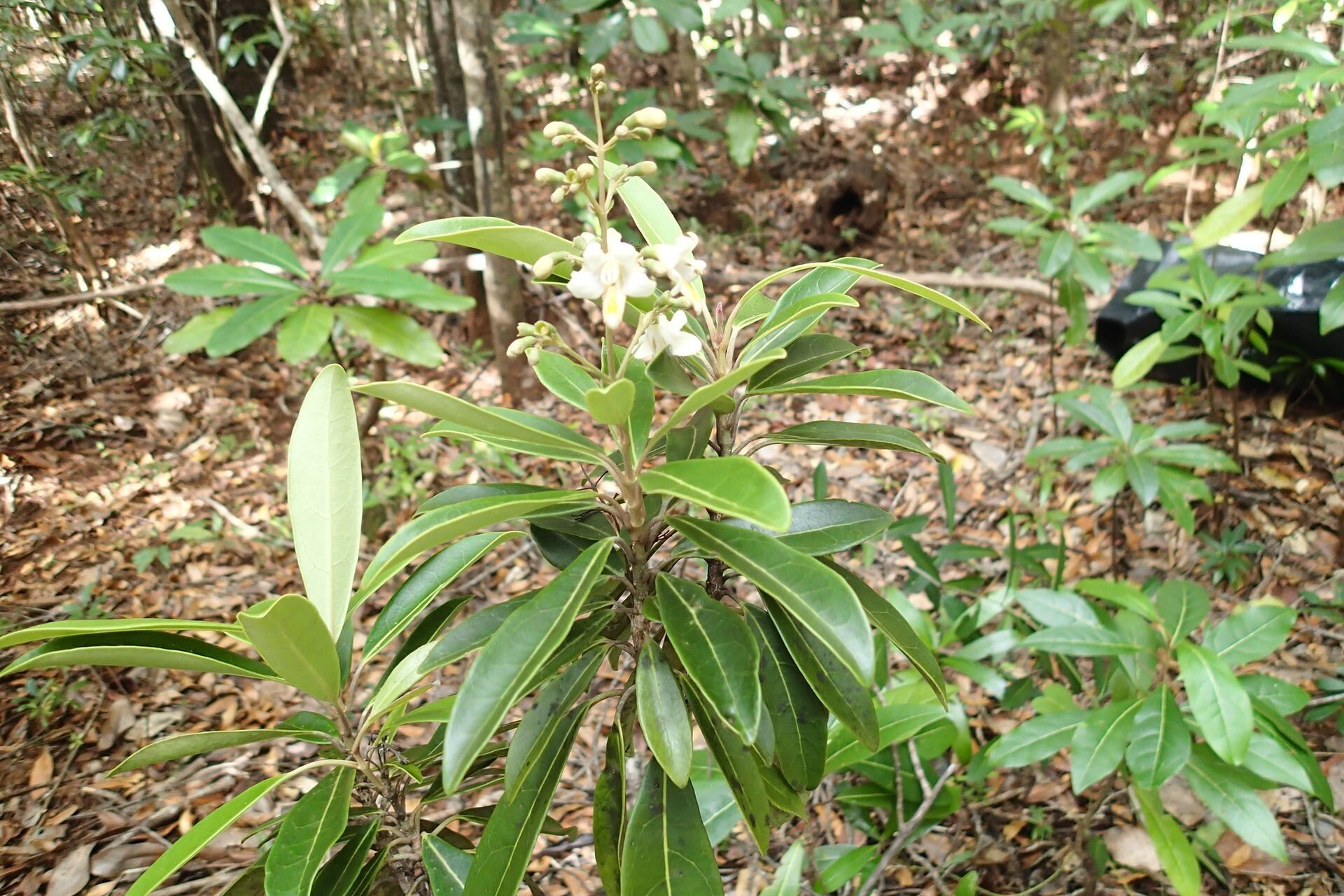 Gmelina evoluta habit