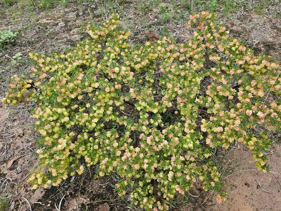 Dodonaea physocarpa habit