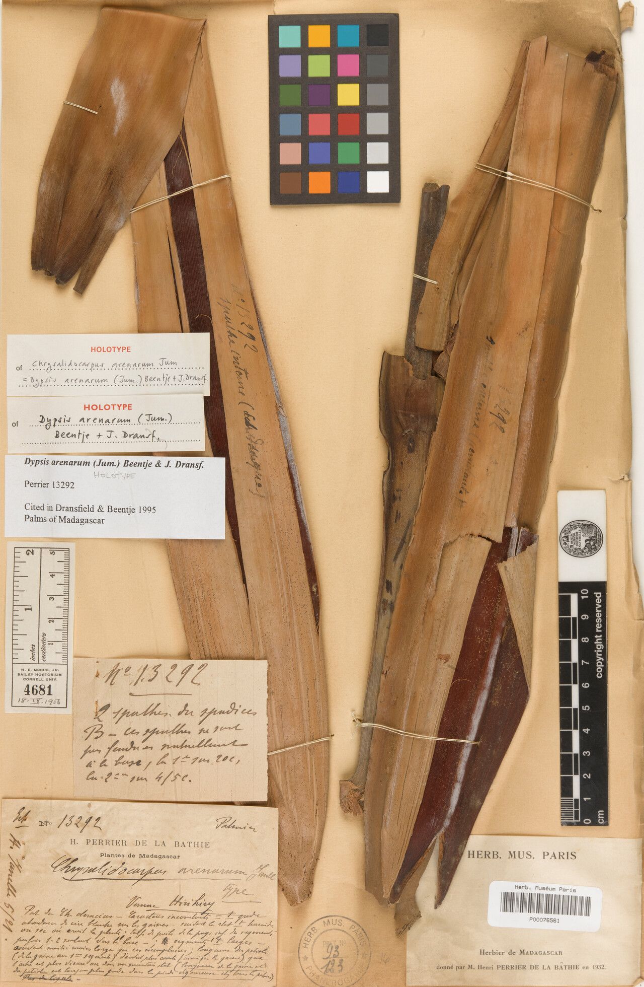 Dypsis arenarum — houseplant care guide