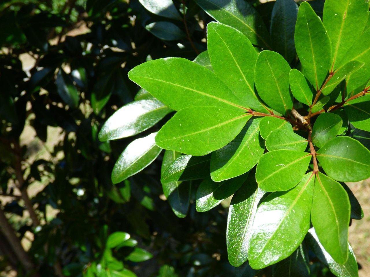 Doratoxylon apetalum — houseplant care guide