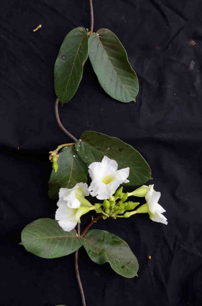 Odontadenia lutea flower