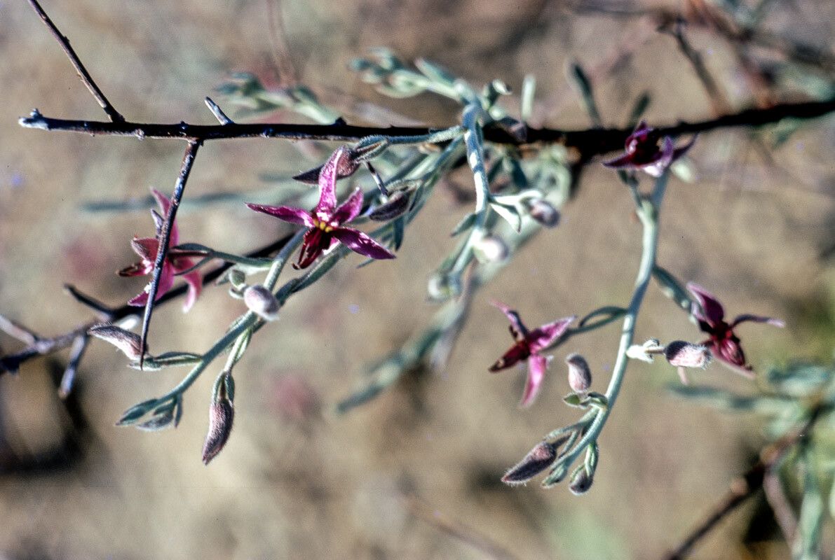 Krameria bicolor — related species from the same genus