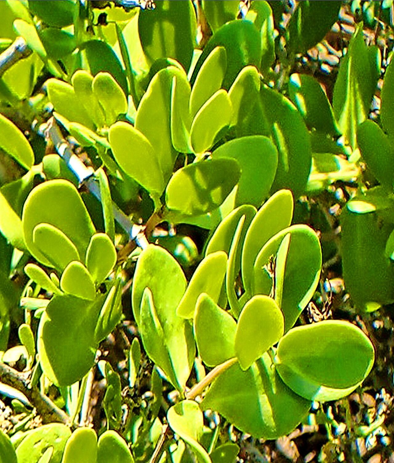 Roepera foetida — houseplant care guide