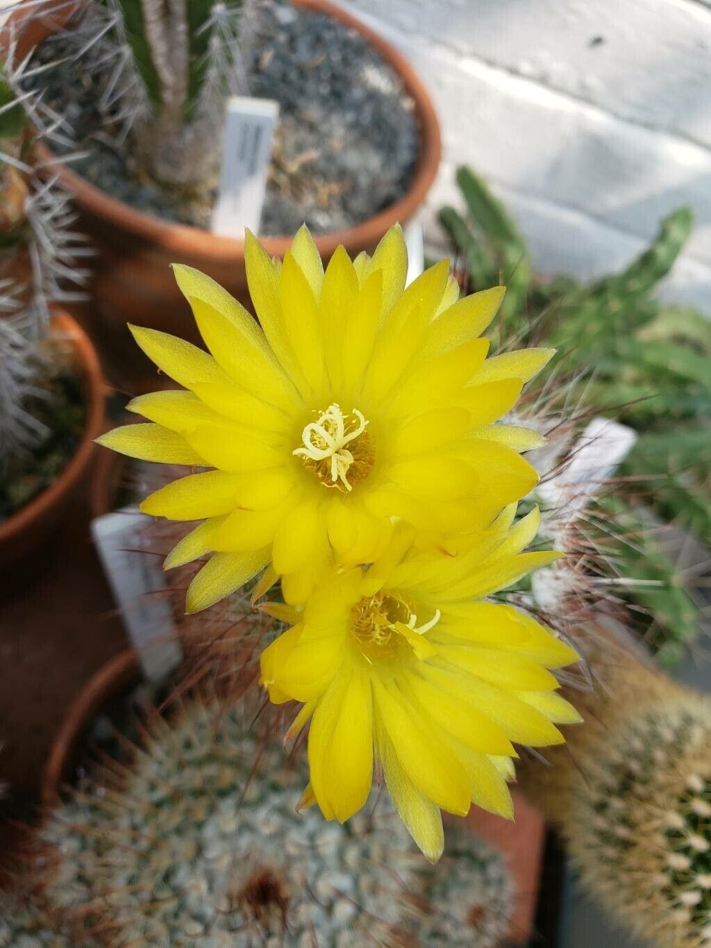 Parodia commutans flower