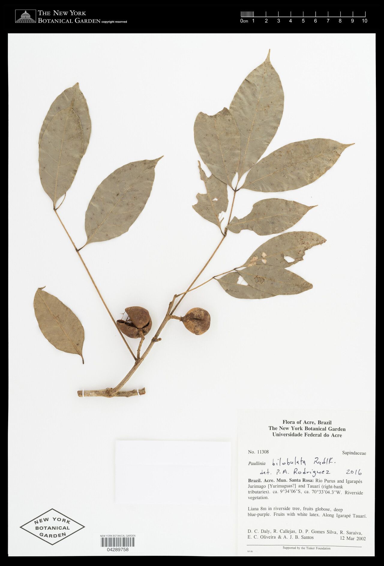 Paullinia bilobulata — search result for 'Paullinia'