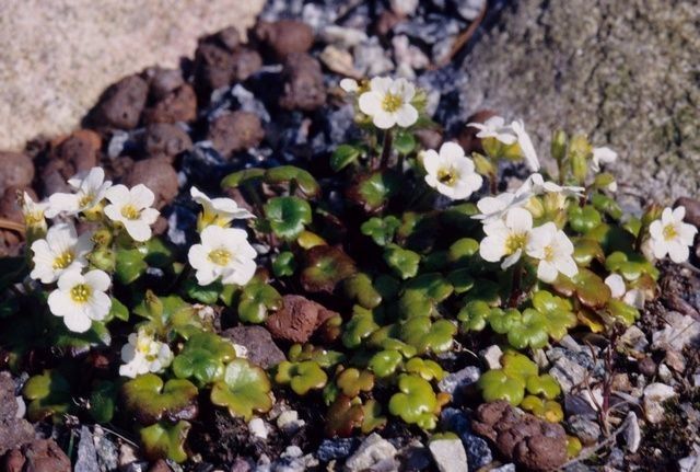 Romanzoffia tracyi — houseplant care guide