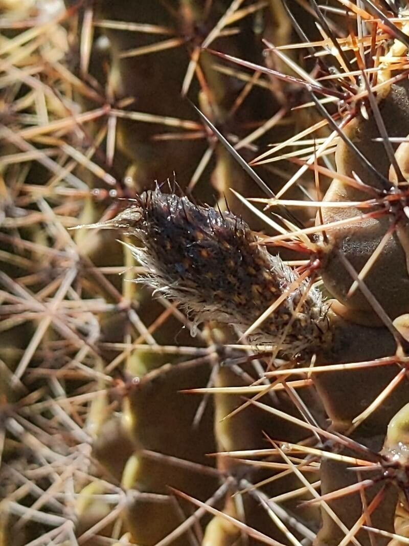 Echinopsis tubiflora flower