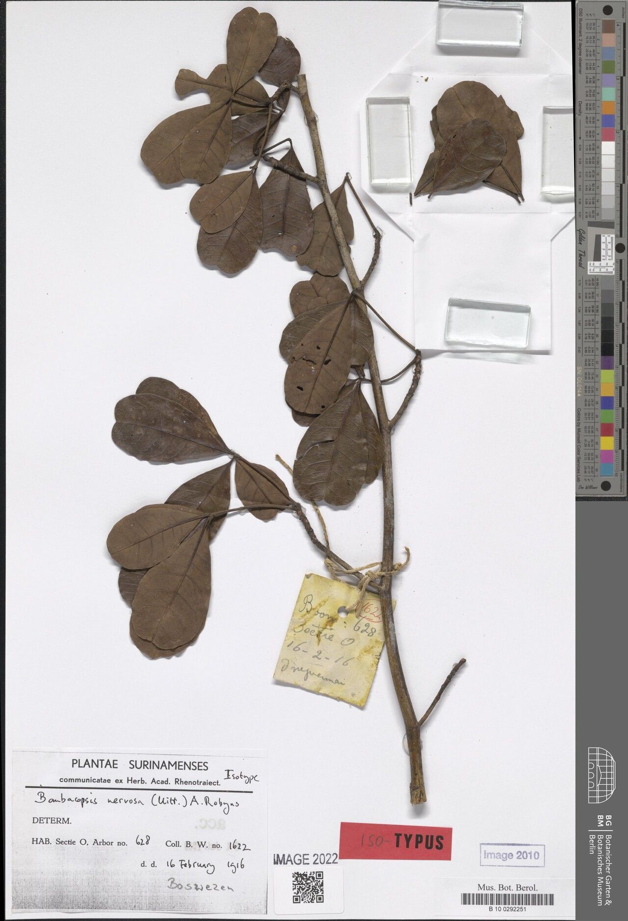 Pachira nervosa — houseplant care guide