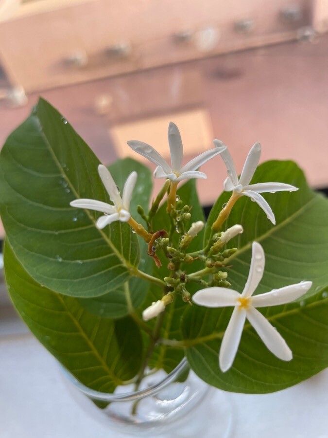 Holarrhena pubescens — search result for 'Cambodia'