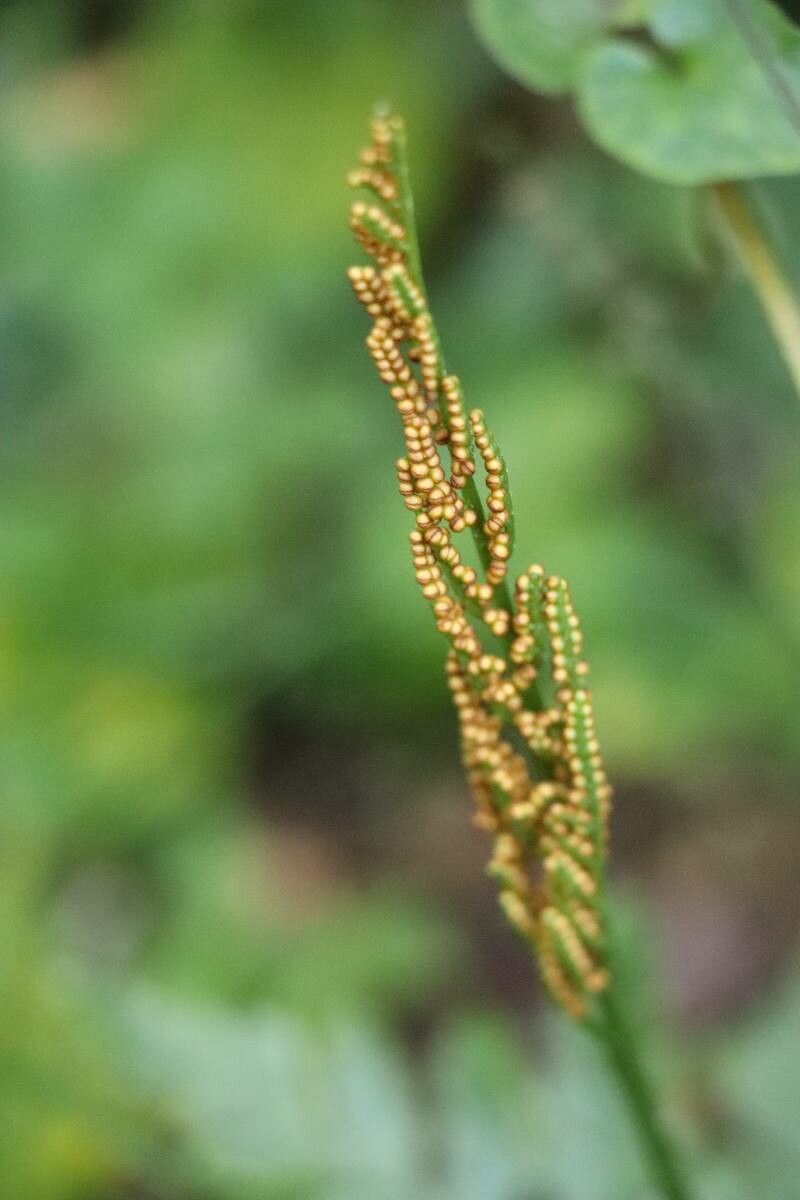 Botrychium multifidum fruit